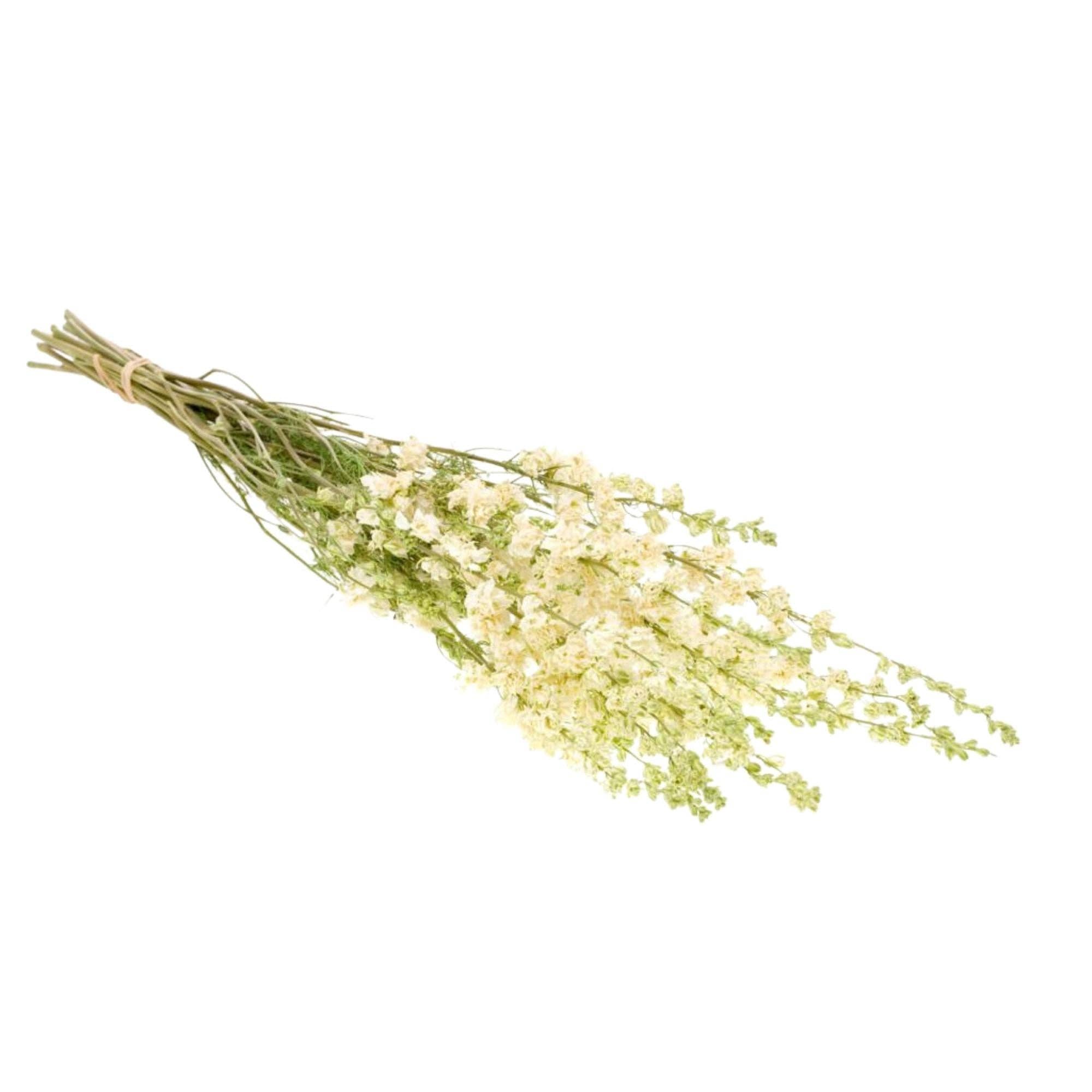 Getrocknete Blumen – Natürliche weiße Rittersporn