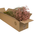 Getrocknete Blumen – Rosa Schleierkraut Pastell – 5 Stiele