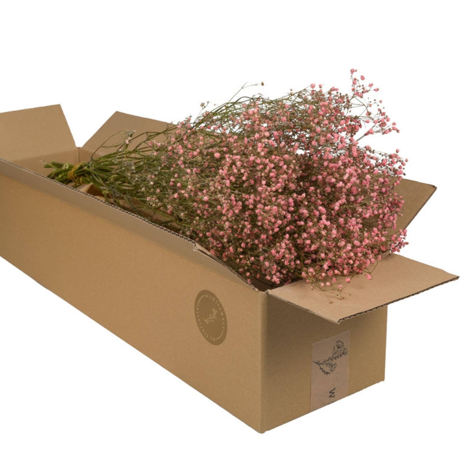 Getrocknete Blumen – Rosa Schleierkraut Pastell – 5 Stiele
