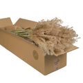 Getrocknete Miscanthus-Blumen, natürlich, 5 Stück
